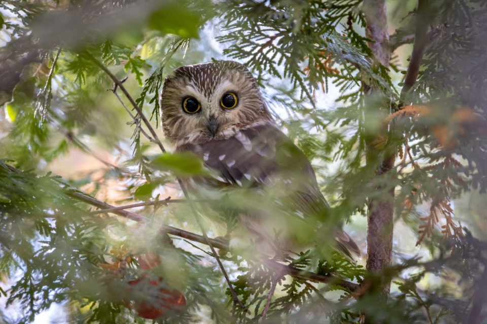 17+ Winter Plants for Attracting Birds and Wildlife