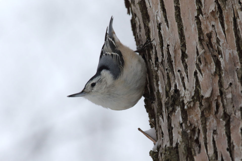 17+ Winter Plants for Attracting Birds and Wildlife