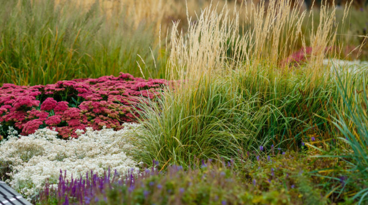 12 Ornamental Grasses That Steal the Show in Fall