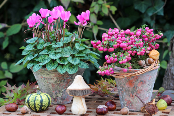 15 Best Plants For Winter Pots & Containers