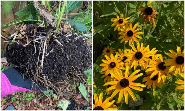 when to divide black eyed susan