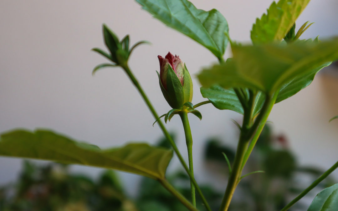 How To Propagate Hibiscus From Cuttings (With Photos)