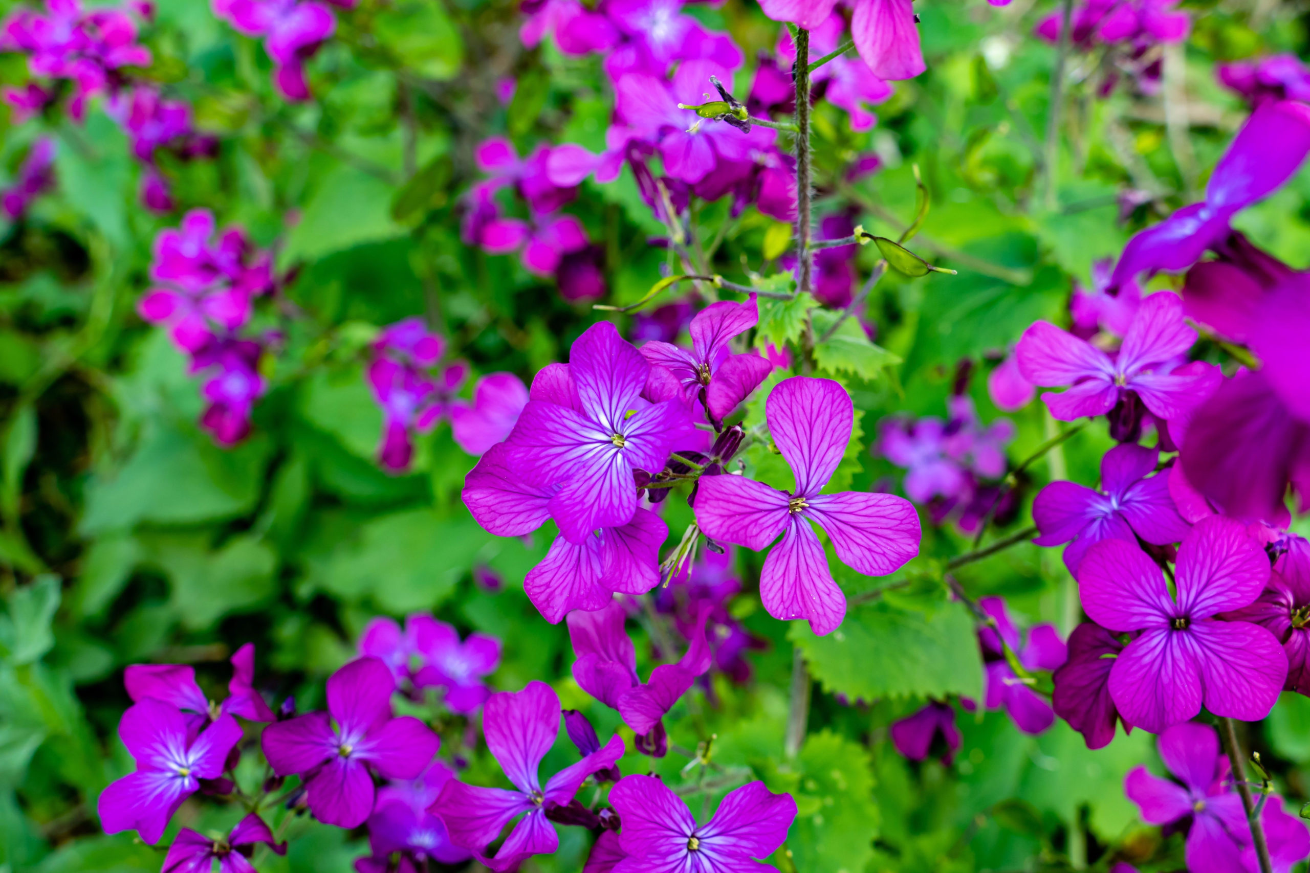 What Are Biennial Plants? (& 10 Popular Biennial Flowers for Your Garden)