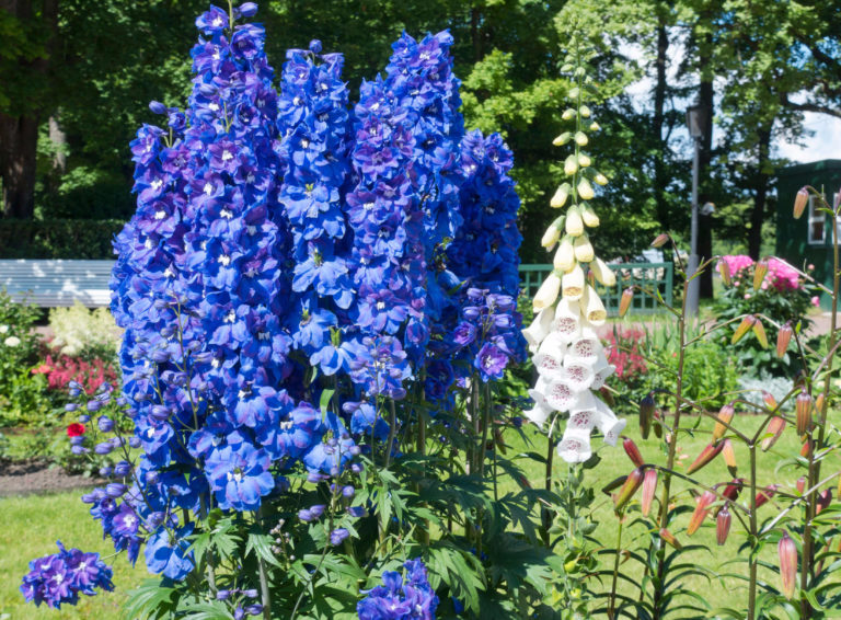 10 Popular Short-lived Perennials & How To Keep Them Blooming Longer