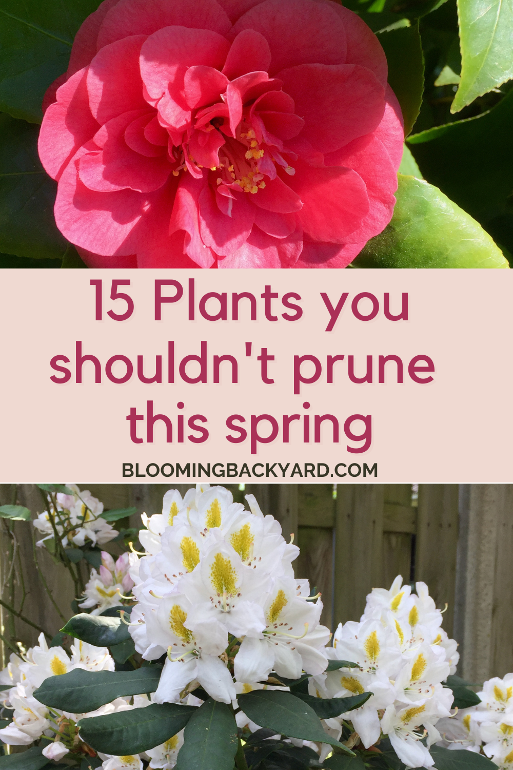 plants you should never prune        <h3 class=