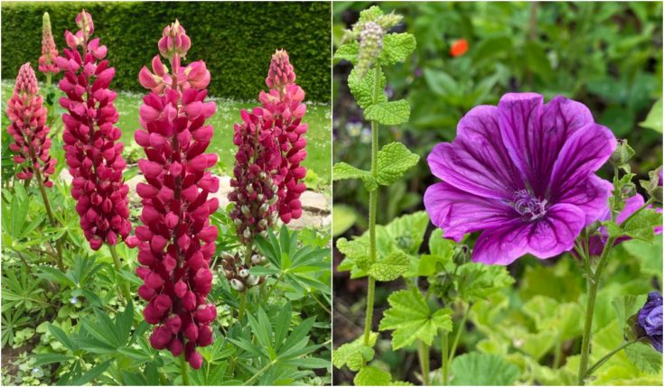 10-popular-short-lived-perennials-how-to-keep-them-blooming-longer