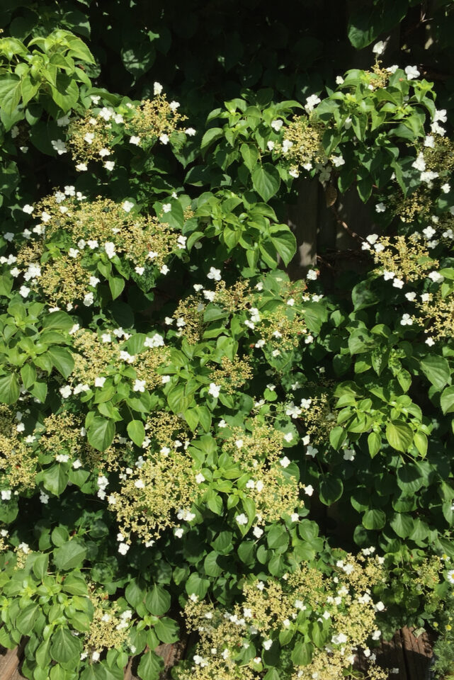 How & When To Deadhead & Prune Your Climbing Hydrangea