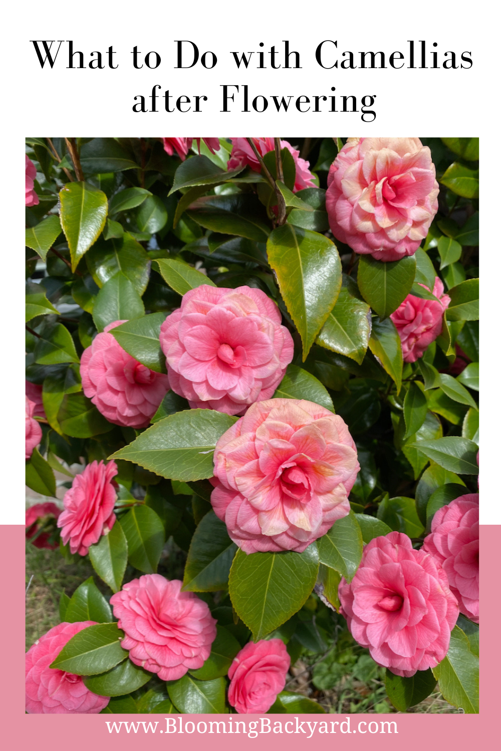 What to Do With Camellias After Flowering