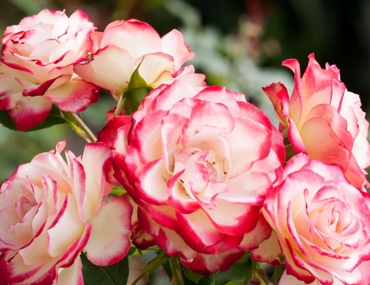 Hybrid Tea Rose: Annual Winter or Spring Pruning