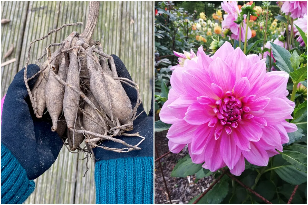 Planting Dahlias in Grow Bags & Taking Risks