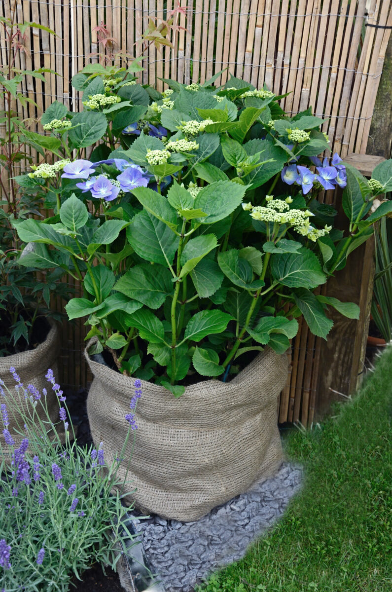Growing Hydrangeas in Pots - Container Garden Ideas