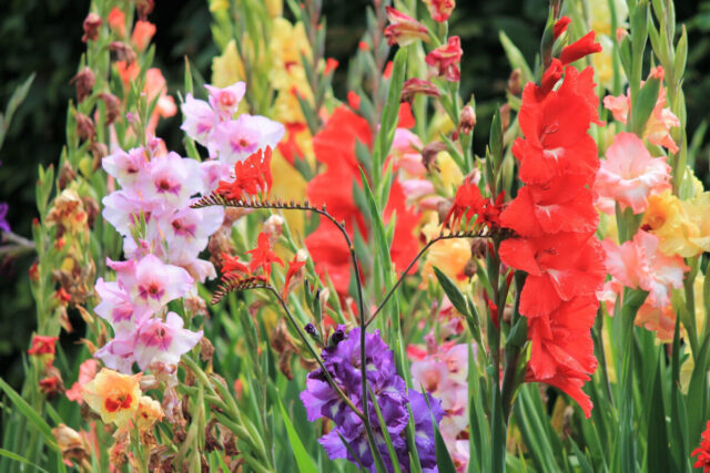 How To Plant Gladioli And Tips For Longer Lasting Blooms