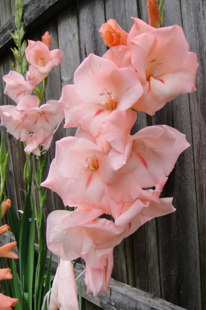 How To Plant Gladioli And Tips For Longer Lasting Blooms