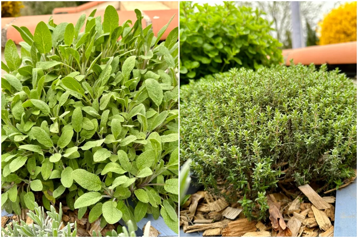 9 Thyme plants for your dry garden