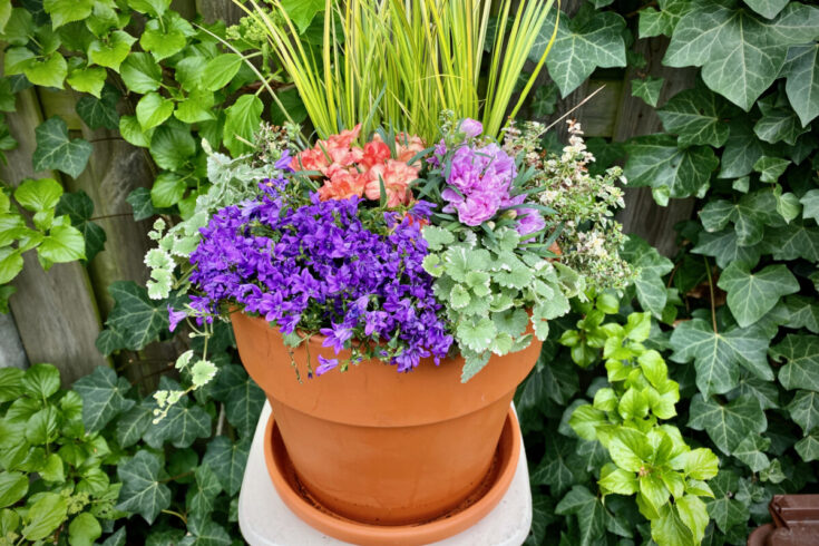 Designing and Planting a Spring Container that Delights the Senses