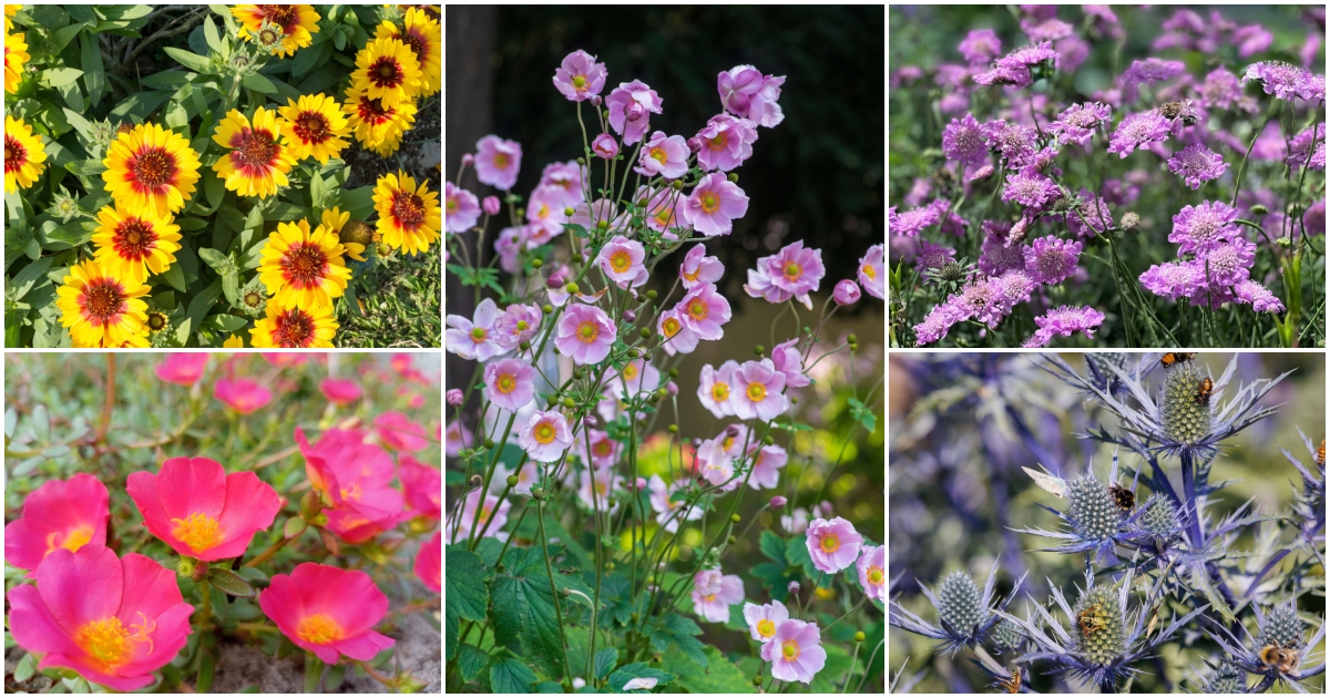 15 Long Blooming Perennials That Flower All Summer Long