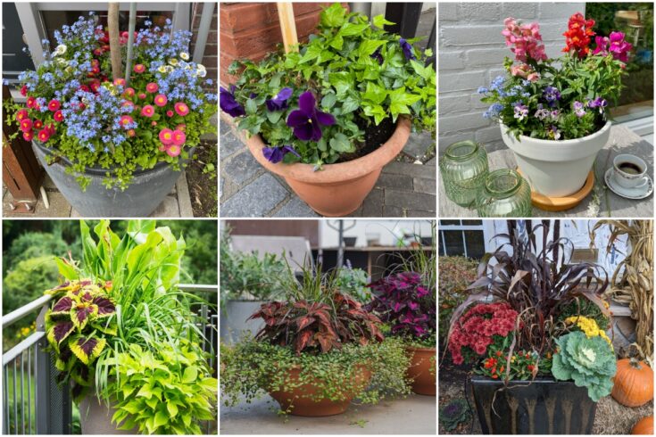 20 Plant Combinations for Stunning Container Displays in Every Season