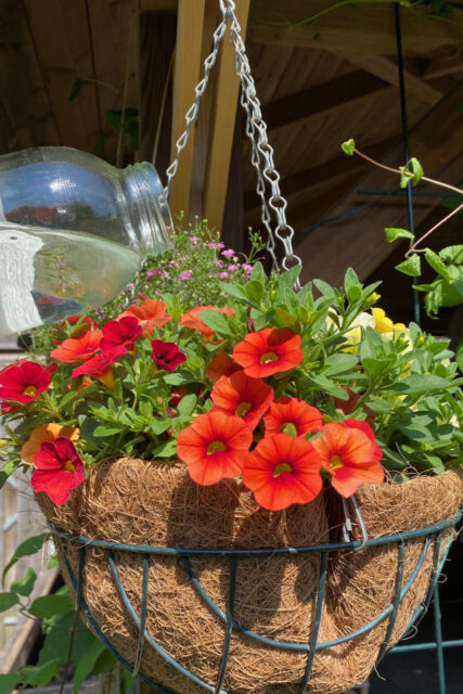 10 Hanging Basket Mistakes Too Many Gardeners Make