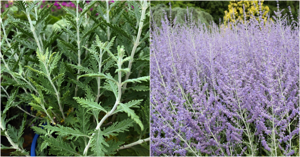 10 Things You Need To Know About Russian Sage Perovskia