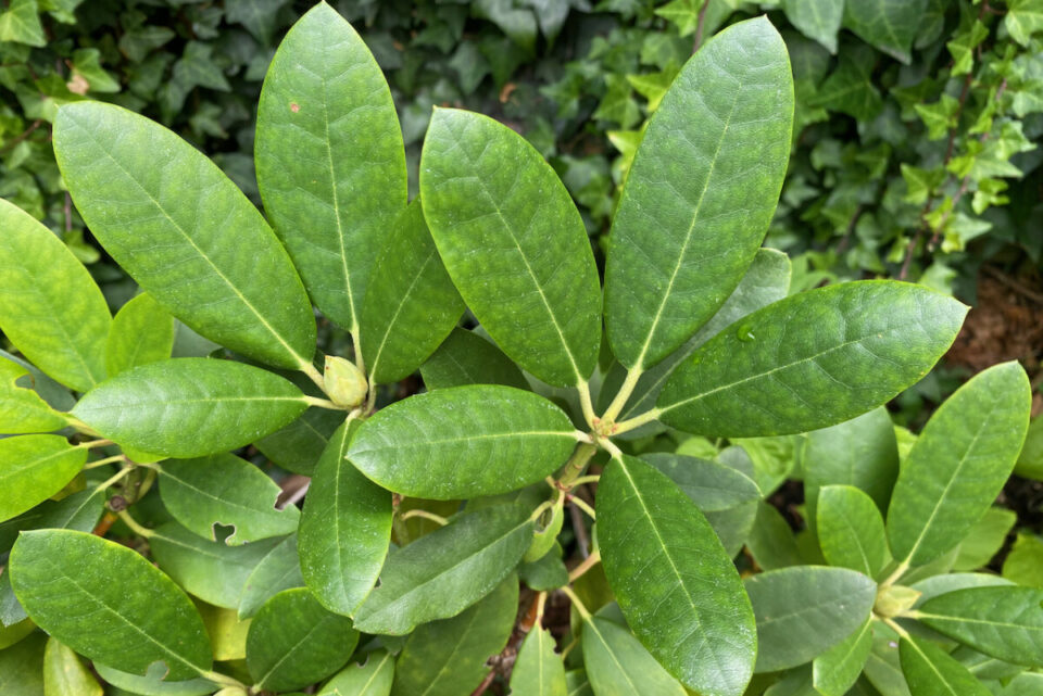 How to Propagate Rhododendron Cuttings