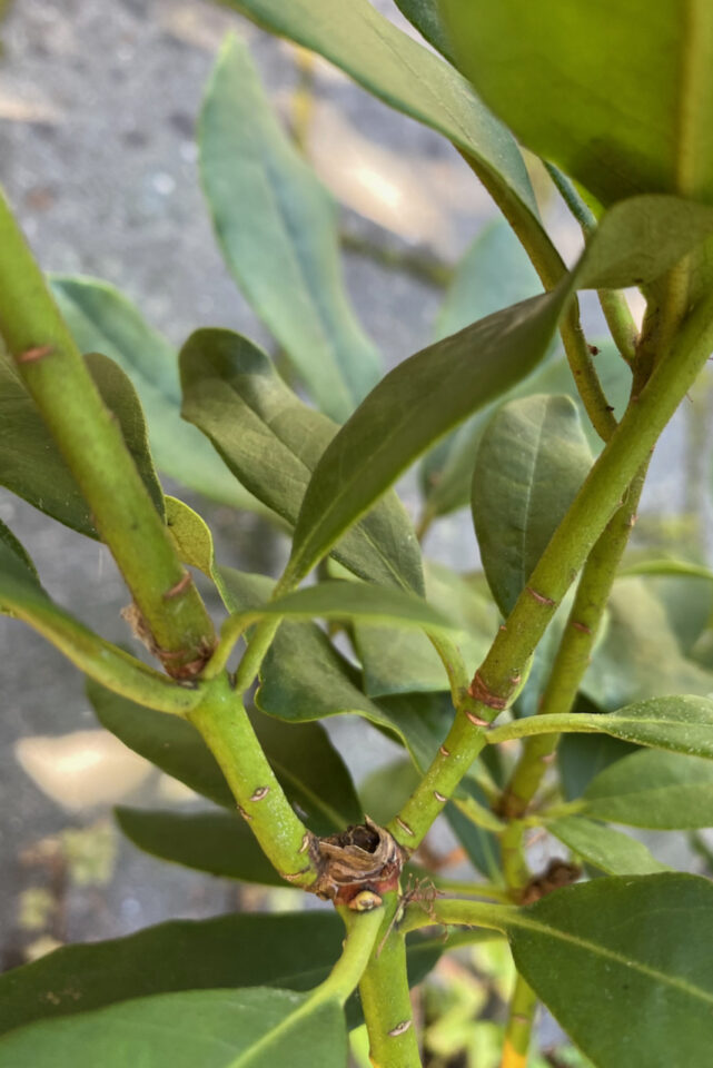 How to Propagate Rhododendron Cuttings