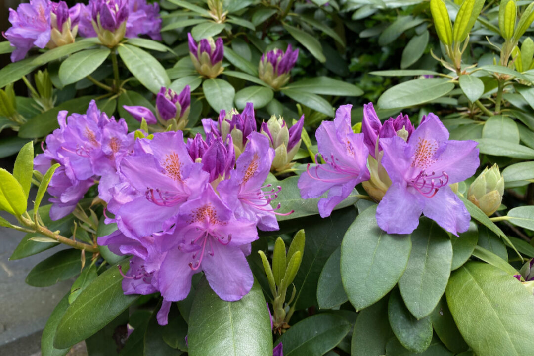 How To Propagate Rhododendron Cuttings 