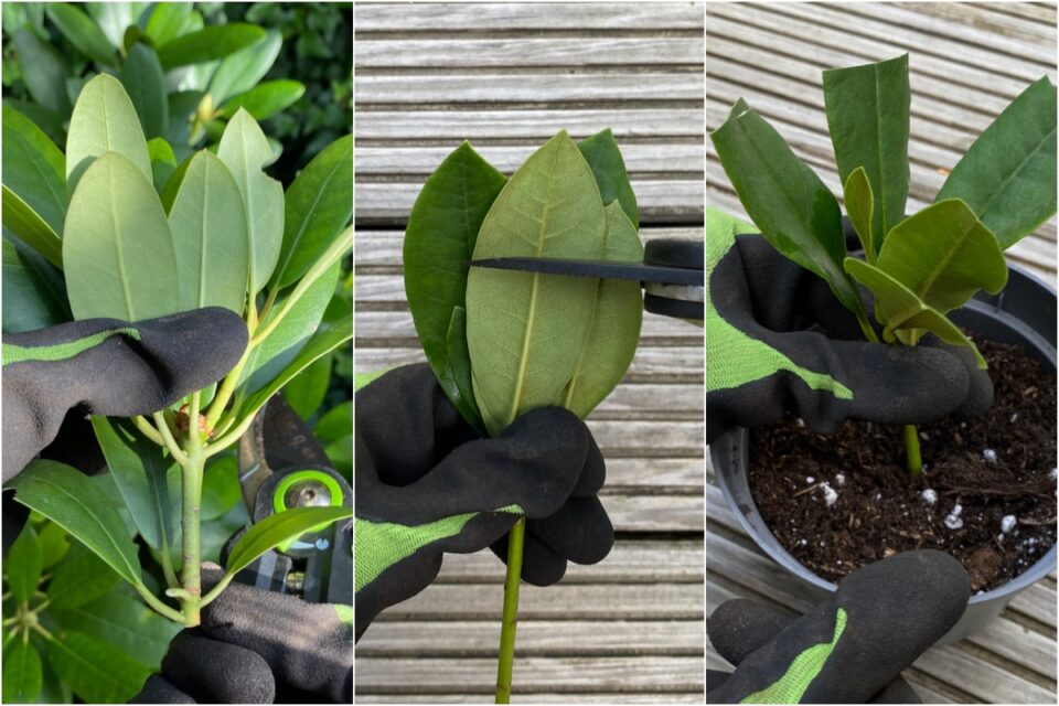 How To Propagate Rhododendron Cuttings