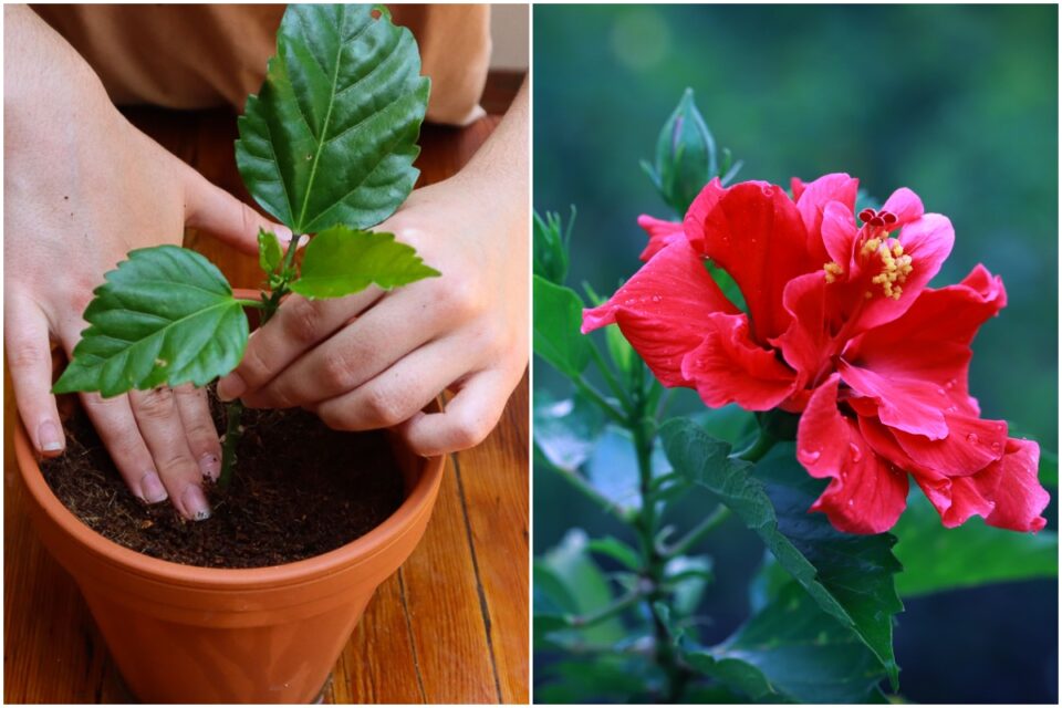 How To Propagate Hibiscus From Cuttings With Photos