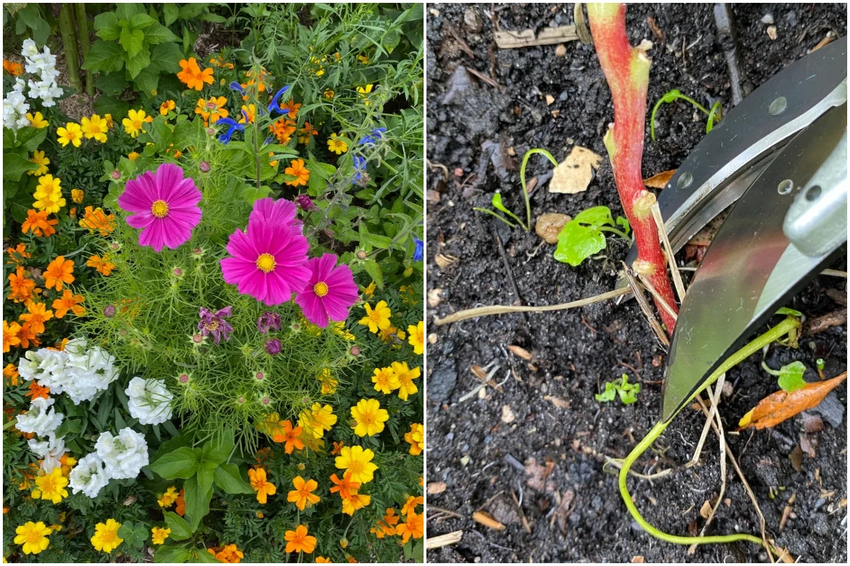 Edible Flowers 15 Perennial and Annual Flowers