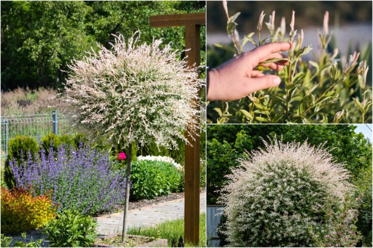 6 Reasons To Plant A Dappled Willow And How To Care For It 0895