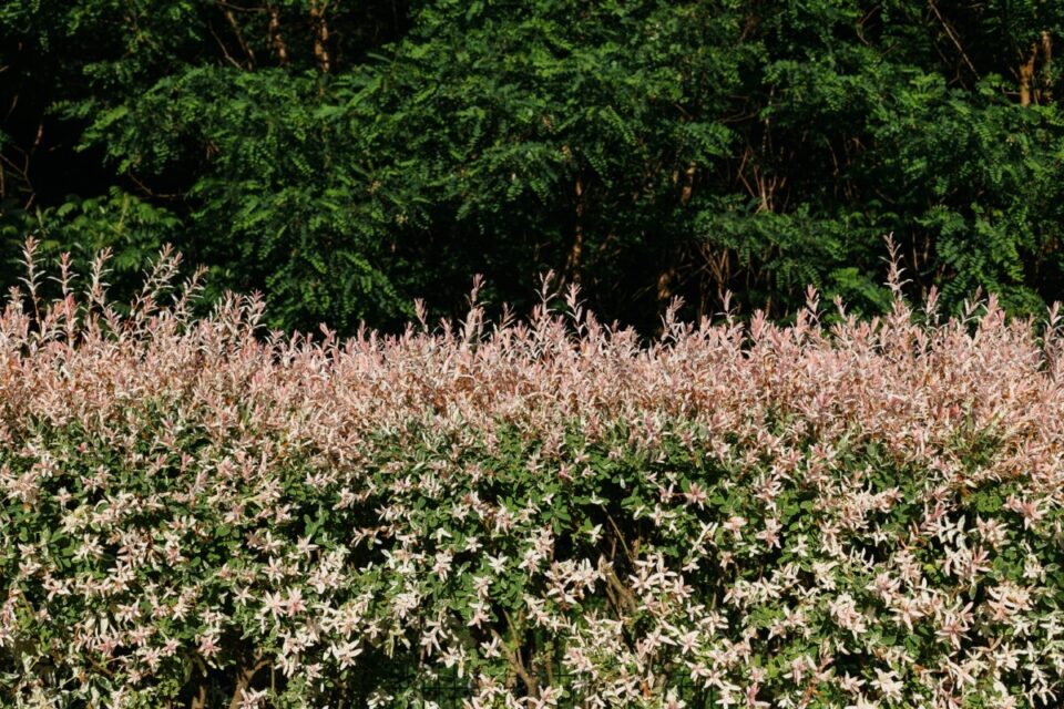 6 Reasons To Plant A Dappled Willow And How To Care For It