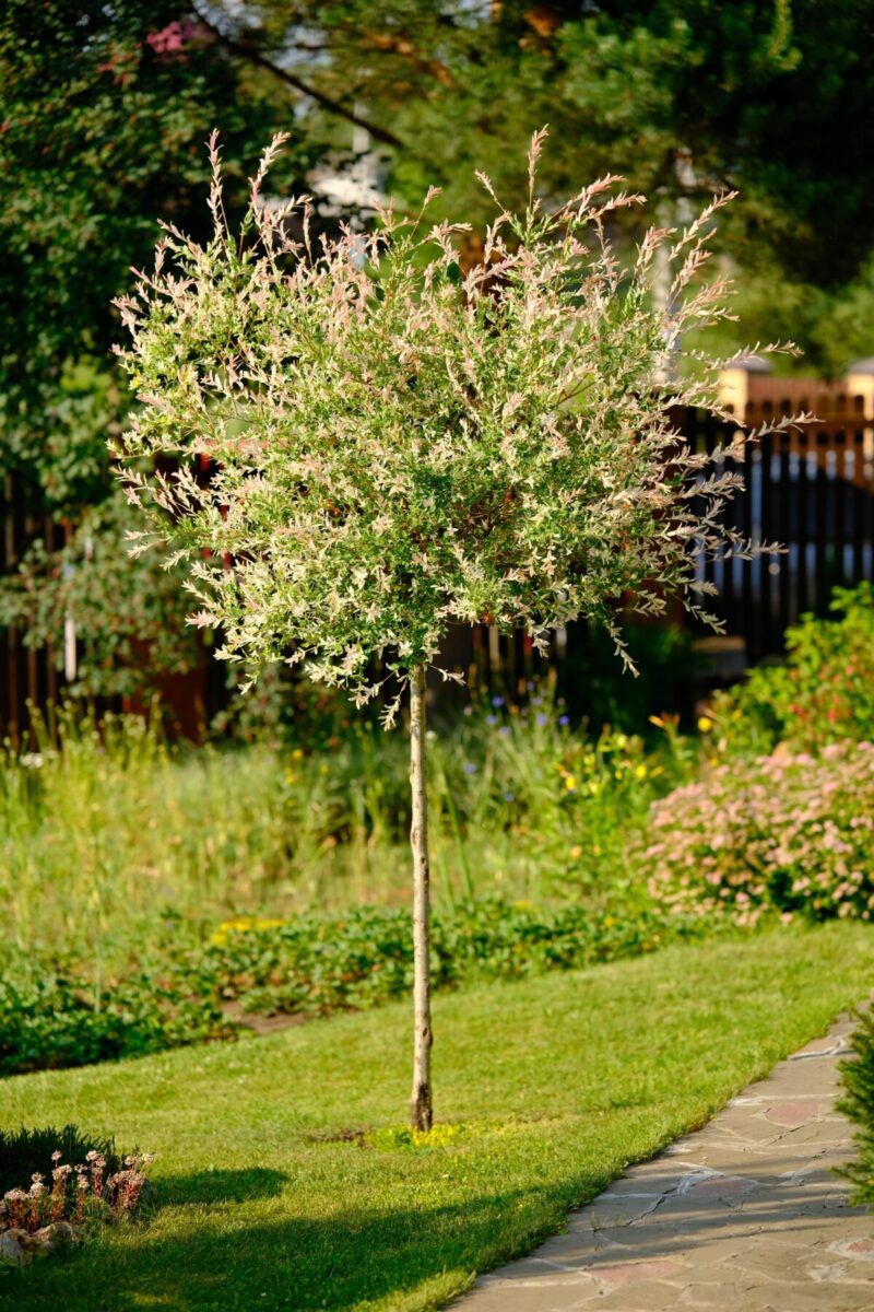 6 Reasons To Plant A Dappled Willow & How To Care For It