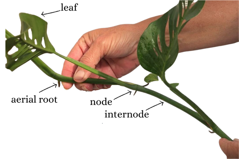 How to Propagate Monstera adansonii from Cuttings