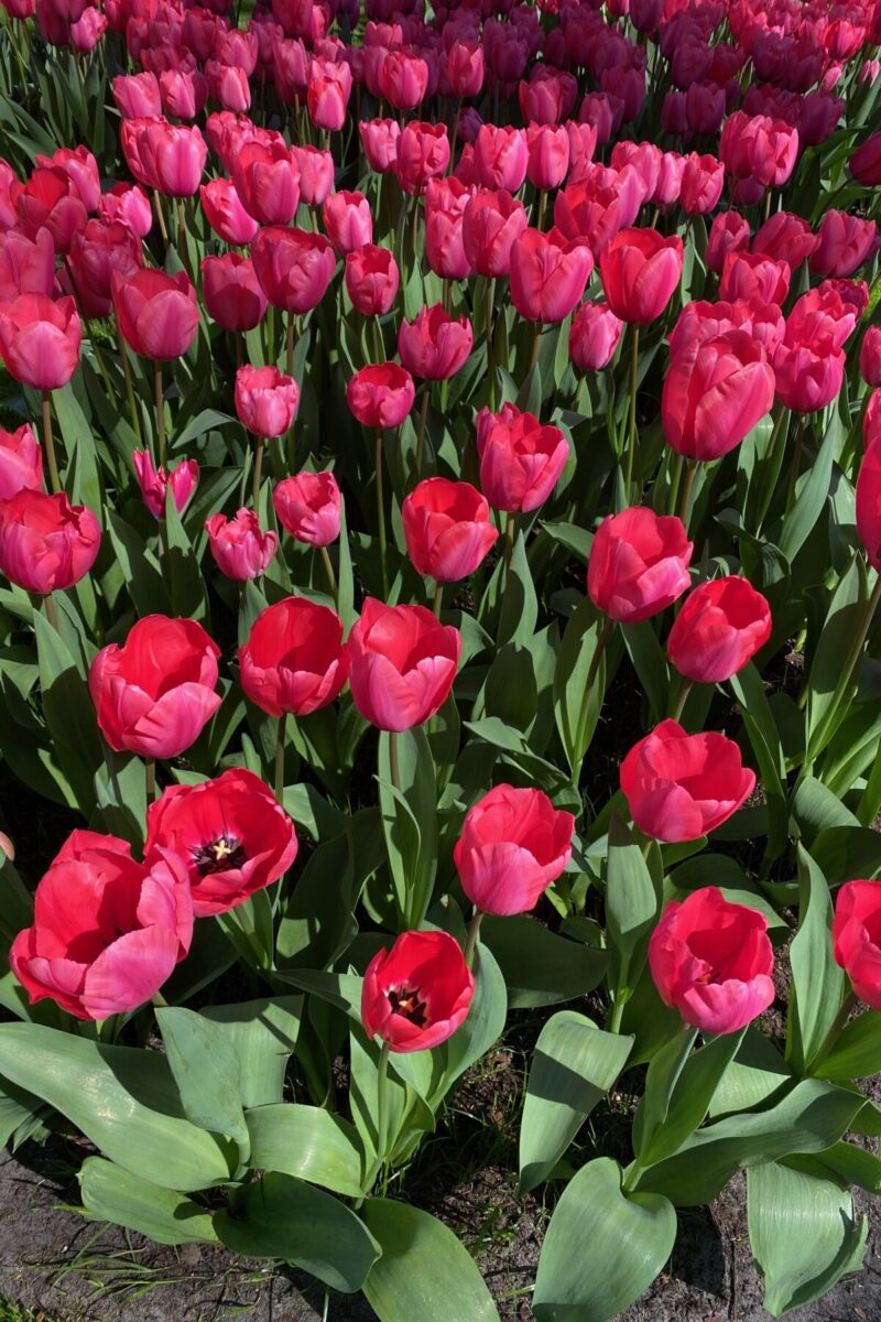 4 Reasons Why You Shouldn’t Plant Tulips (& How to Overcome Them)